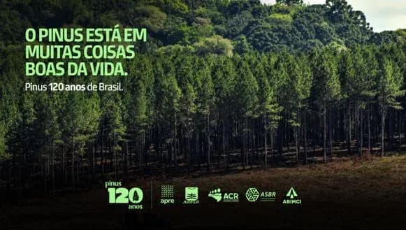 Pinus completa 120 anos e reforça seu papel estratégico na indústria