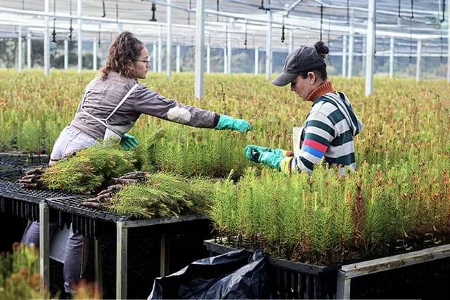 Pinus completa 120 anos no Brasil e fortalece seu peso na indústria 